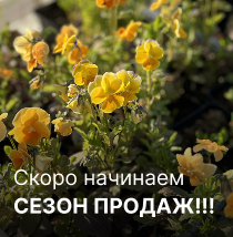 Скоро начинаем сезон продаж